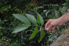 Sapindus emarginatus